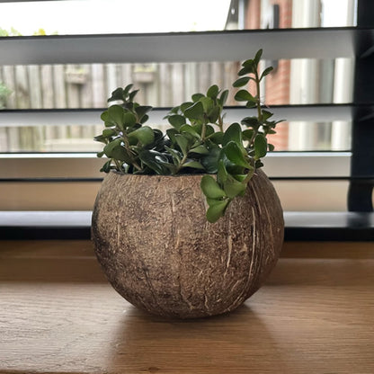 Noix de coco vide - Petite #1 - avec anneau de noix de coco